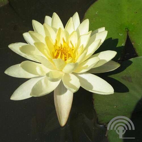Afbeelding bij Waterlelie - Nymphaea 'Moorei'