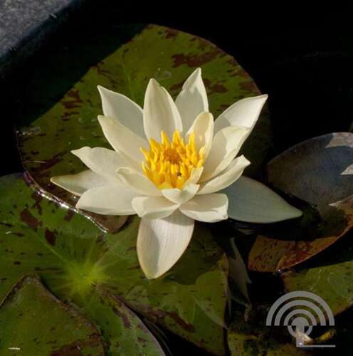 Afbeelding bij Waterlelie - Nymphaea &#039;Pygmaea Alba&#039; 