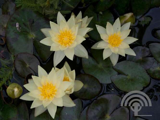 Afbeelding bij Waterlelie - Nymphaea &#039;Pygmaea Helvola&#039; 
