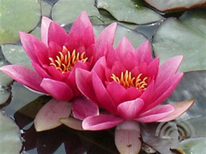 Afbeelding bij Waterlelie - Nymphaea &#039;René Gérard&#039; 