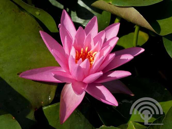 Afbeelding bij Waterlelie - Nymphaea 'Rose Arey'