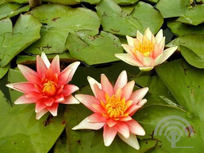 Afbeelding bij Waterlelie - Nymphaea 'Sioux' 