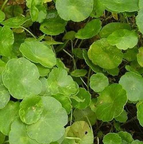 Afbeelding bij Waternavel - Hydrocotyle novae-zelandiae