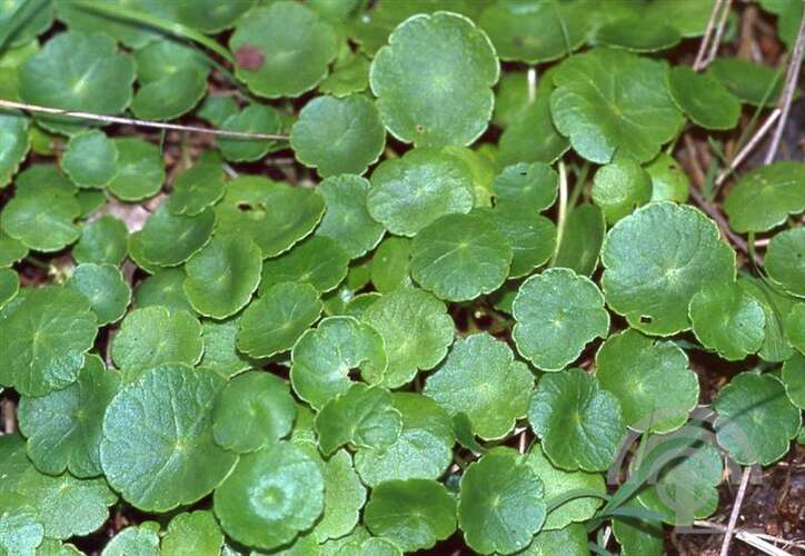 Afbeelding bij Waternavel - Hydrocotyle vulgaris