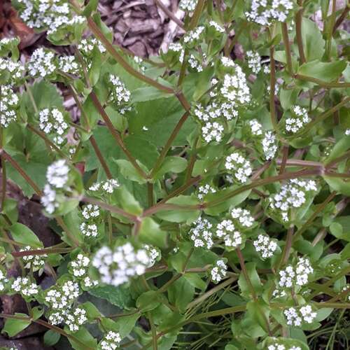 Afbeelding bij Waterpunge of toch iets anders