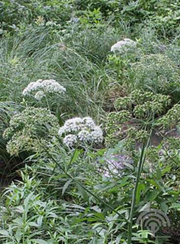 Afbeelding bij Waterscheerling - Cicuta virosa