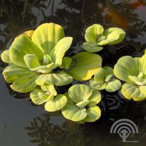 Afbeelding bij Watersla - Pistia stratiotes