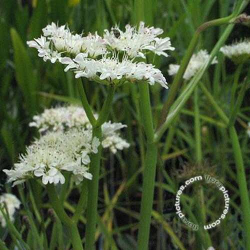 Afbeelding bij Watertorkruid - Oenanthe aquatica