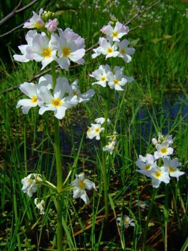 Afbeelding bij Waterviolier - Hottonia palustris