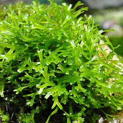 Afbeelding bij Watervorkje - Riccia fluitans  Geen afb..