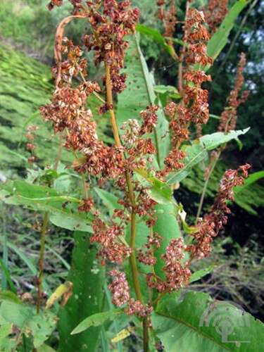Afbeelding bij Waterzuring - Rumex hydrolapathum 