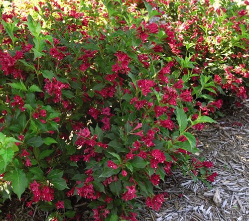 Bladverliezende beplanting