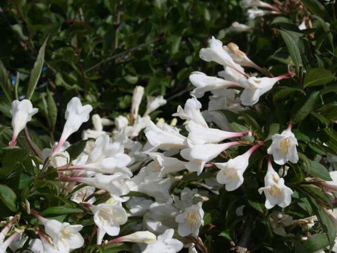 Afbeelding bij Weigelia - Weigela &#039;Black &amp; White&#039; ® 