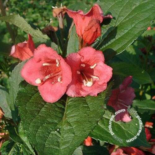 Afbeelding bij Weigelia - Weigela &#039;Bristol Ruby&#039;