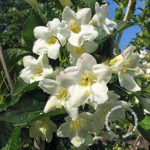 Afbeelding bij Weigelia - Weigela &#039;Bristol Snowflake&#039; 