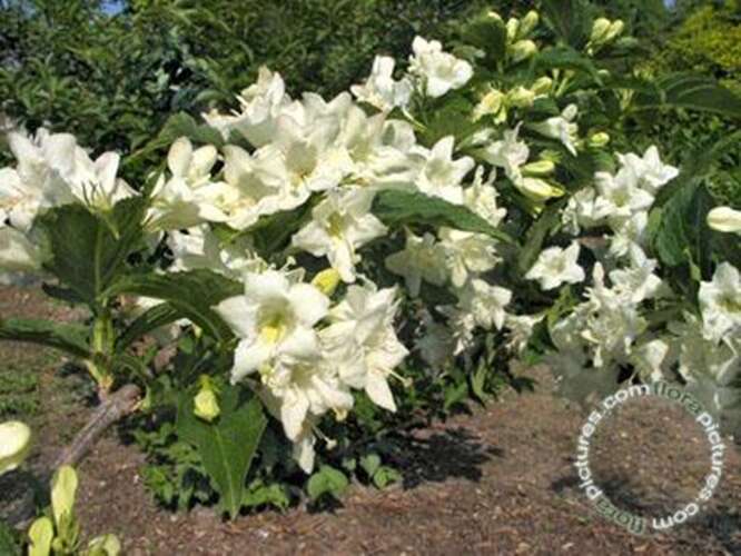 Afbeelding bij Weigelia - Weigela &#039;Candida&#039; 