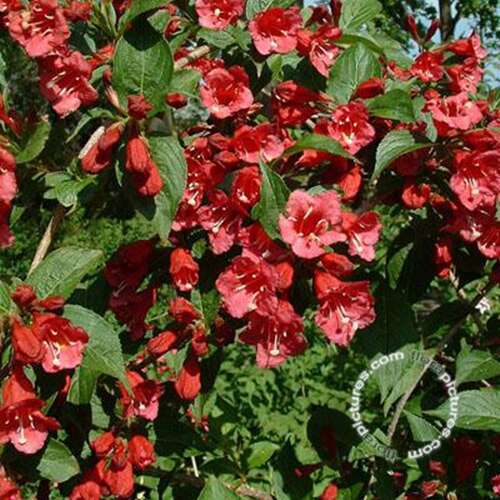 Afbeelding bij Weigelia - Weigela 'Eva Rathke' 