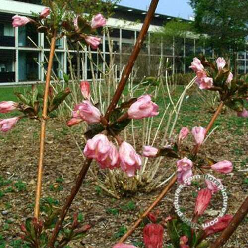 Afbeelding bij Weigelia - Weigela florida 