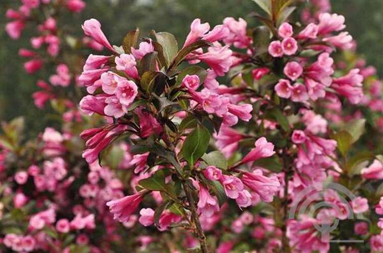 Afbeelding bij Weigelia - Weigela florida &#039;Foliis Purpureus&#039; 