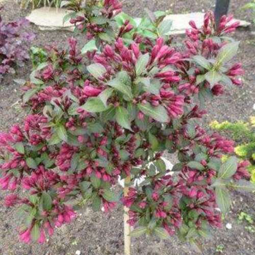 Afbeelding bij Weigela -  Weigela florida 'Minor Black' ® 
