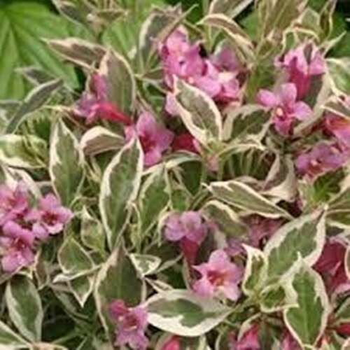 Afbeelding bij Weigelia -  Weigela florida &#039;Monet&#039; ® 