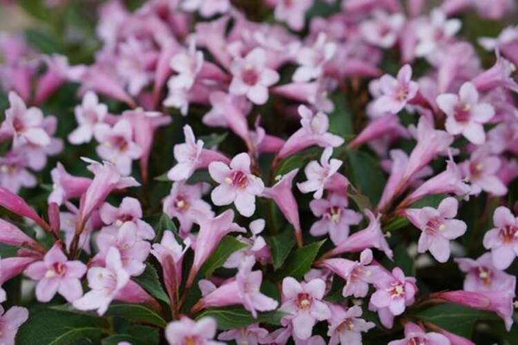 Afbeelding bij Weigelia - Weigela florida &#039;Pink Poppet&#039; ®