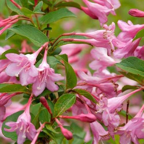 Afbeelding bij Weigelia - Weigela florida &#039;Pink Princess&#039;