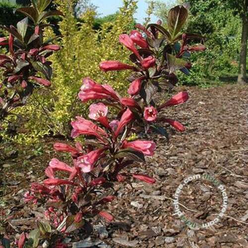 Afbeelding bij Weigelia - Weigela florida 'Tango'