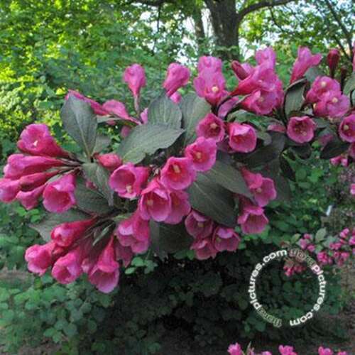 Afbeelding bij Weigelia - Weigela florida 'Victoria' 