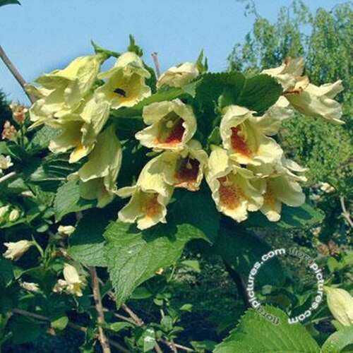 Afbeelding bij Weigelia - Weigela middendorffiana