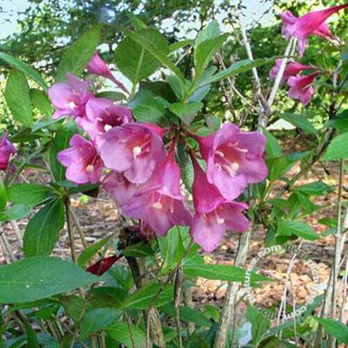 Afbeelding bij Weigelia - Weigela &#039;Minuet&#039; 