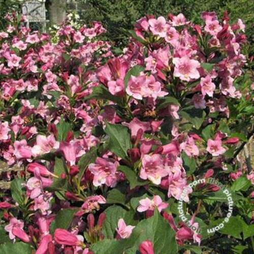 Afbeelding bij Weigelia - Weigela praecox 'Bouquet Rose'