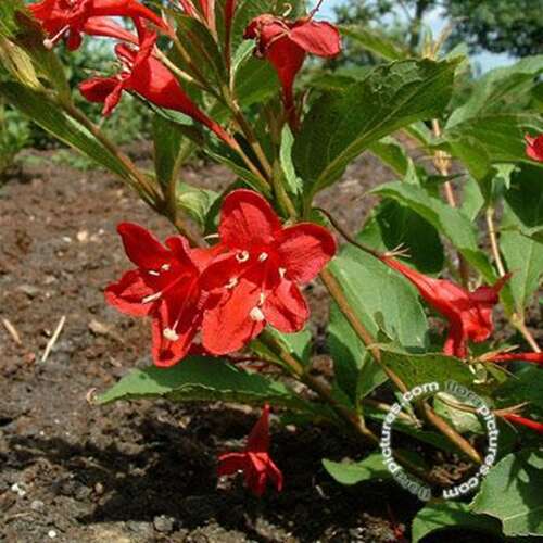 Afbeelding bij Weigelia - Weigela 'Red Prince'