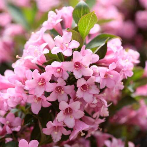 Afbeelding bij Weigelia - Weigela 'Rosea' 