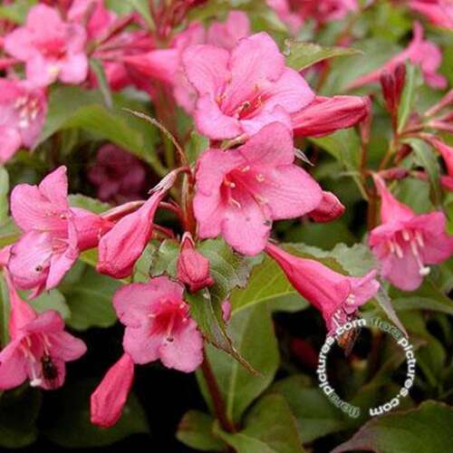 Afbeelding bij Weigelia - Weigela &#039;Rumba&#039;