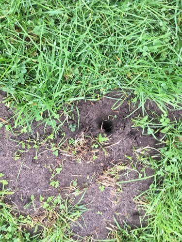 Afbeelding bij Welk graafdiertje in mijn gazon