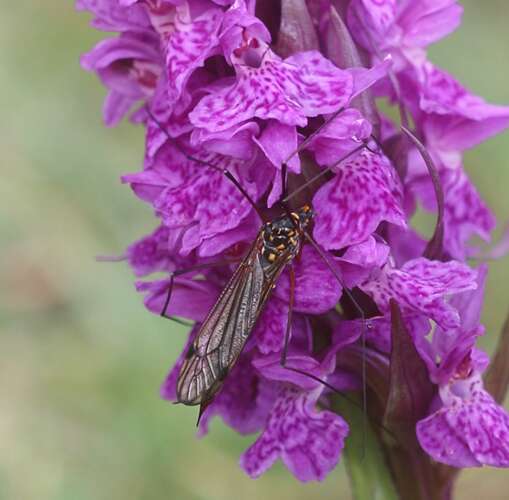 Afbeelding bij Welk insect fotografeerde ik hier 