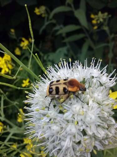 Afbeelding bij Welk soort wants heb ik gevonden