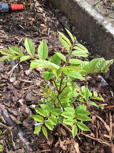 Afbeelding bij Welke struik of boom groeit er in mijn tuin