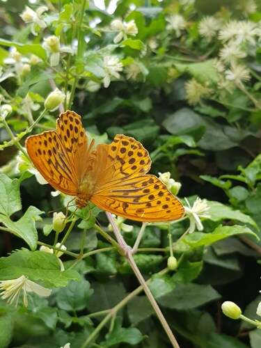 Afbeelding bij Welke vlinder gespot 