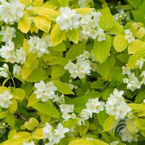 Afbeelding bij Welriekende jasmijn - Philadelphus cor. 'Aureus'