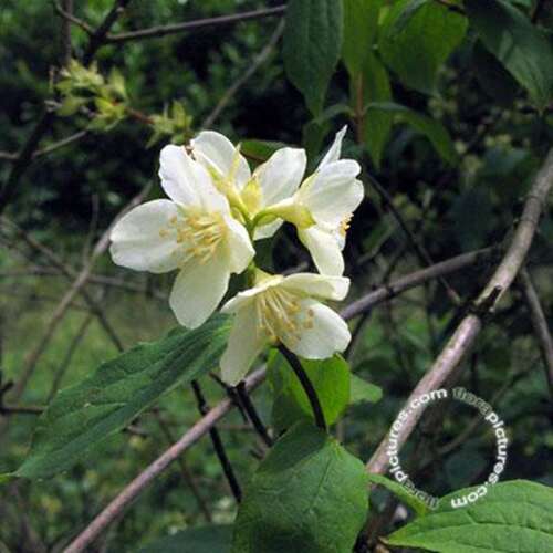 Afbeelding bij Welriekende jasmijn - Philadelphus coronarius