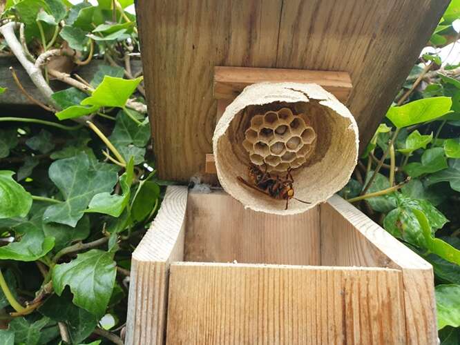 Afbeelding bij Wespennest in vogelhuisjes