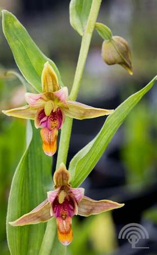 Afbeelding bij Wespenorchis - Epipactis gigantea