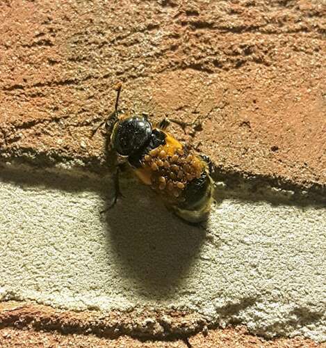 Afbeelding bij Wie draagt hier al die mijten mee