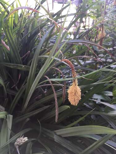 Afbeelding bij Wie weet welke waterplant dit is