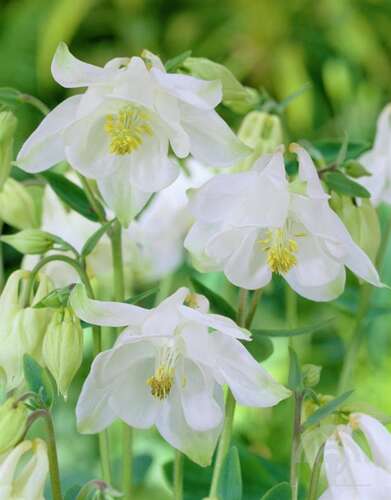 Afbeelding bij Wilde akelei (Aquilegia Vulgaris) 'Nivea'