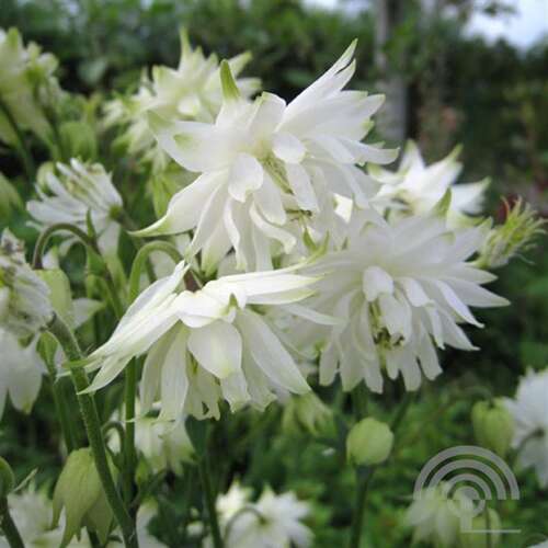 Afbeelding bij  Wilde Akelei (Aquilegia Vulgaris) &#039;White Barlow&#039;
