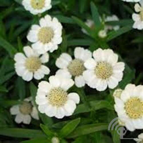 Afbeelding bij Wilde bertram - Achillea ptarmica 'Nana Compacta'