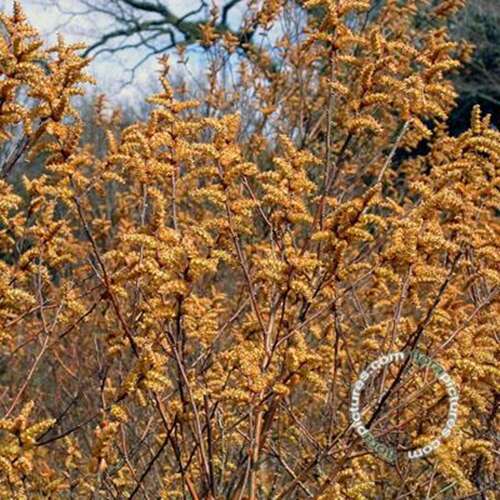 Afbeelding bij Wilde gagel - Myrica gale